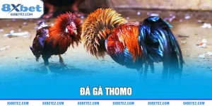 đá gà thomo ảnh đại diện
