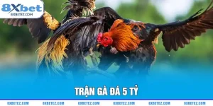 trận đá gà 5 tỷ ảnh đại diện